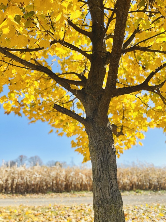 Golden autumn tree beside a cornfield