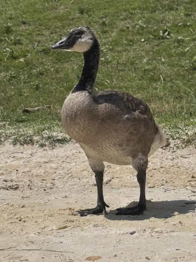 Young Canada goose standing on sand