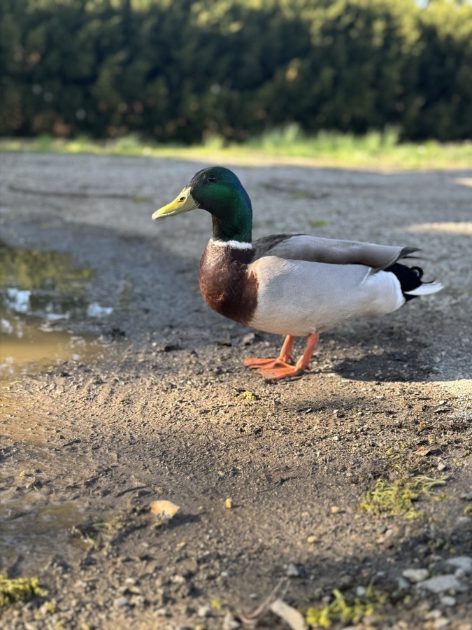 Mallard duck standing on a gravel path