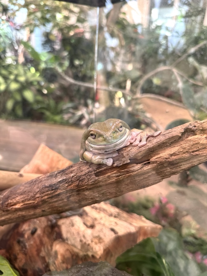 Tree frog resting on a branch
