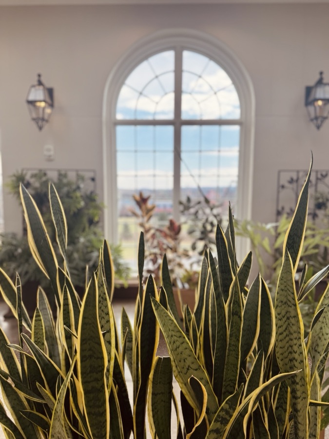 Snake plants in front of an arched window